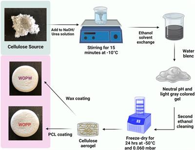Oil/water separation by super-hydrophobic wastepaper cellulose-candelilla wax cryogel: a circular material-based alternative